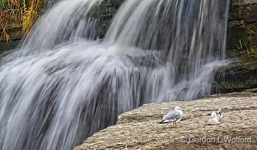 Gulls At Hog's Back_13956.jpg - Rideau RiverHog's Back is where the Rideau Canal is separated from the Rideau River.The photo shows one of the small side falls in the weir channel north of the main falls.Photographed at Hog's Back Park in Ottawa, Ontario, Canada.